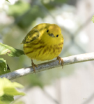 Yellow Warbler 6993